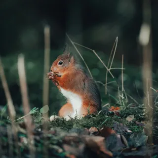 Wildlife trust asks the public to help buy a mountain