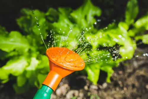 Urban Gardening  