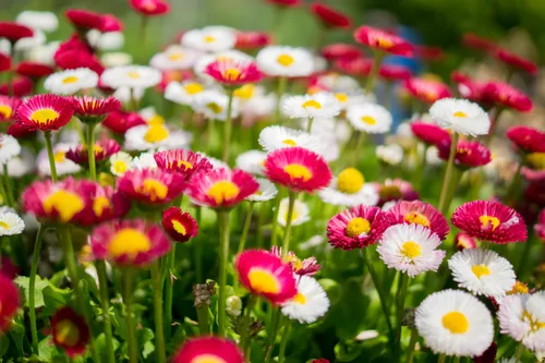 Bring den Garten ans Bett von hochbetagten Menschen