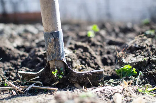 Urban Gardening      