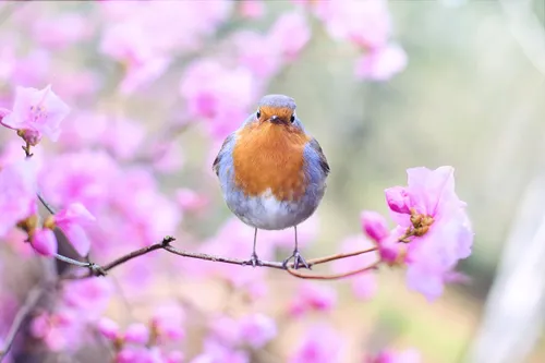 Natur-Content Creator für wilde-natur.org