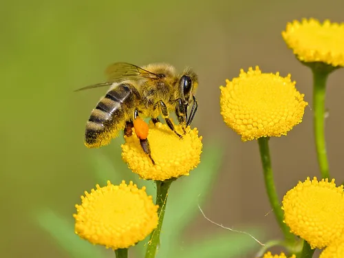 Werde aktiv im Bienenschutz