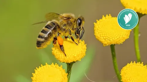 Bienenfreundliches Gärtnern