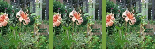 Campusgarten Essen