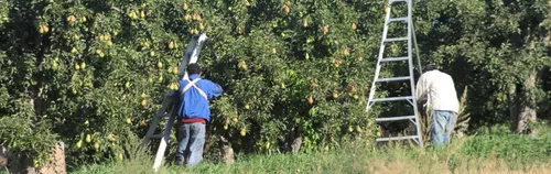 FÖJ beim Forsthof und Obstbaubetrieb Metzingen