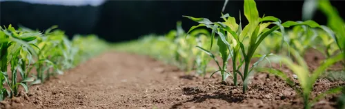 FÖJ bei der KoLa Leipzig eG - Kooperative Landwirtschaft