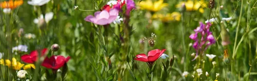 Grünes Engagement im Umwelt- und Naturschutz in Spandau