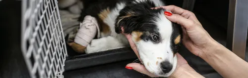 Du liebst Tiere? Beginne ein ÖBFD beim Tierschutz e.V. Halle