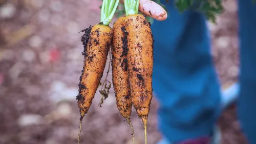 Unterstützung bei der Gartenpflege