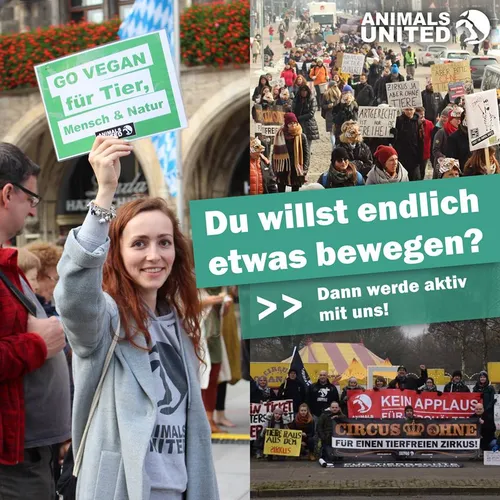 Werde Mitstreiter*in in unserer ANIMALS UNITED Aktionsgruppe Köln