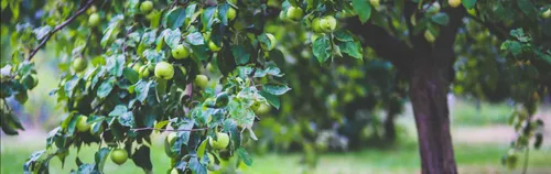 Engagiere Dich sich für das Biotop „Streuobstwiese“ in Deiner Region!