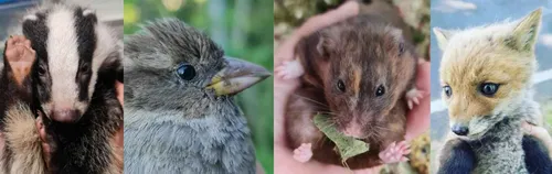 Praktikum & Ehrenamt - Gnadenhof und Wildtierrettung Notkleintiere e. V.