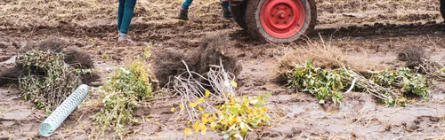 Unterstütze das TreePlantingProject in Nürnberg