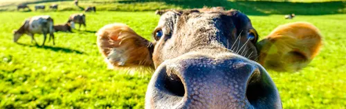 FöJ für den Tierschutz in Stuttgart