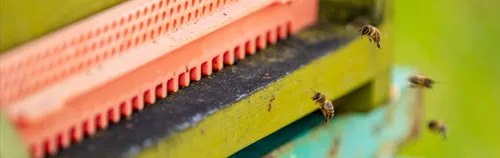 Urban Gardening im Gemeinschaftsgarten Biesdorf