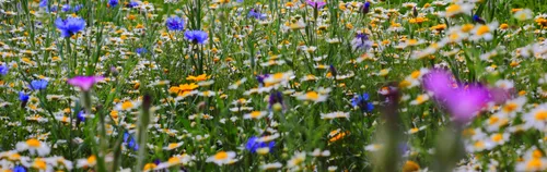 Erhalt der Insektenvielfalt in Stuttgart