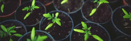 Mitmachen im Gemeinschaftsgarten