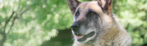 Unterstütze Senior:innen und Tiere beim Projekt SilberPfoten