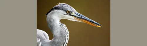 Unterstütze bei der Vogelbeobachtung - spannend und notwendig!