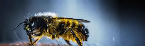 Unterstütze die Arbeitsgruppe Wildbienen, Hummeln und Wespen beim Aufbau von Nisthilfen!