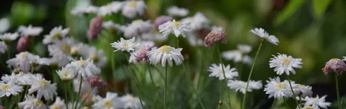 Helfe mit bei unserem Naturgarten!