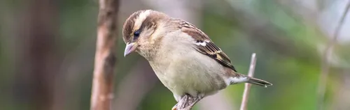 Stadtnatur schützen: Gebäudebrüterschutz beim LBV