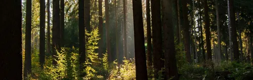 FÖJ in der Waldschule Spandau