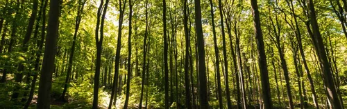 FÖJ in der Waldschule Zehlendorf