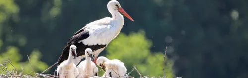 FÖJ beim Landschaftspflegeverband Nordwestsachsen e.V.