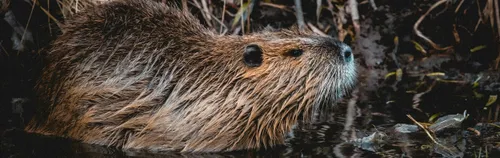 FÖJ im Naturparkhaus Verein Dübener Heide