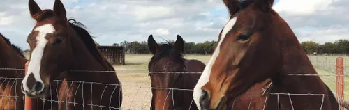 FÖJ bei der Reitschule und Landwirtschaft Qualitz-Domaradzki