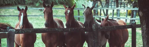 FÖJ in der Schulfarm der Insel Scharfenberg im Bereich der integrierten Landwirtschaft