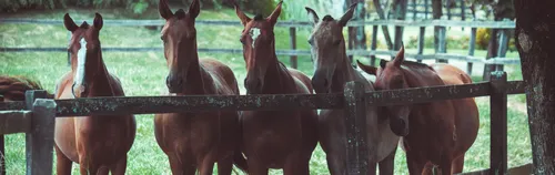 FÖJ beim Therapeutischen Reiten – Lübars