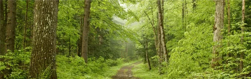 FÖJ in der Waldschule Grunewald mit Waldmuseum