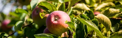 ÖBFD im Edener ApfelKräuterGarten