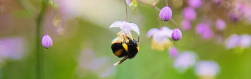 Engagiere Dich im Haus der BUNDten Natur