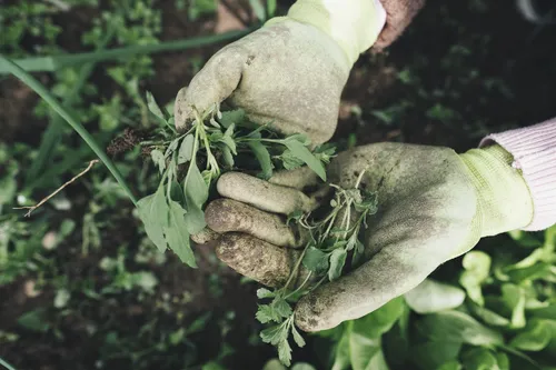 Kümmere Dich um den Garten einer Gemeinschaftsunterkunft für Geflüchtete! 