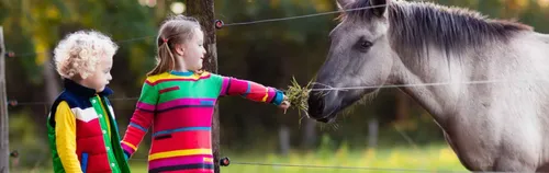 FÖJ auf der Jugendfarm Waiblingen