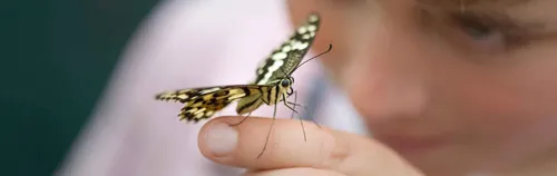 Naturpädagogische Angebote gestalten