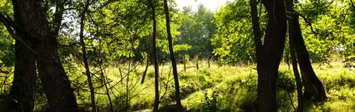 Unterstütze Feld Food Forest -  werde kreativ und aktiv in unserem Waldgarten