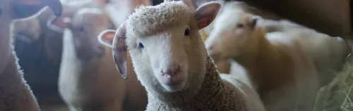 FÖJ in der Tierpflege beim Landwirtschaftlicher Betrieb Neuendorf