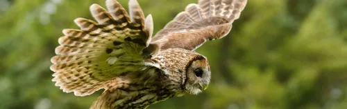 ÖBFD beim Wald-Jagr-Naturerlebnis e.V.