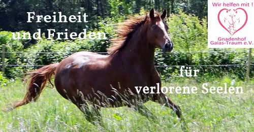 Schenke mehr Freiheit für die Pferde vom Gnadenhof Gaia`s Traum e.V.