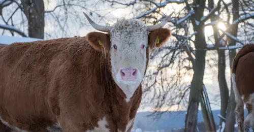 Tiere auf Lebenshof Gut Weidensee benötigen dringend Hilfe!