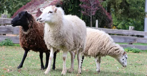 Tiere auf Lebenshof Gut Weidensee benötigen dringend Hilfe!