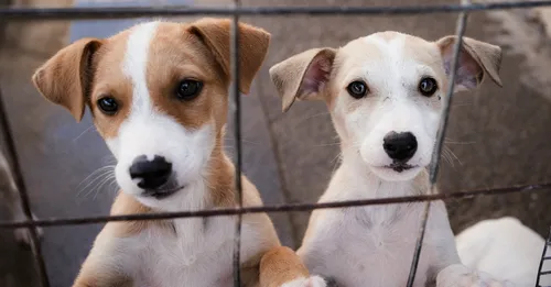 Spenden für Hunde auf Kreta 