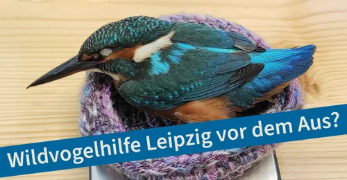 Wildvogelhilfe Leipzig vor dem Aus?