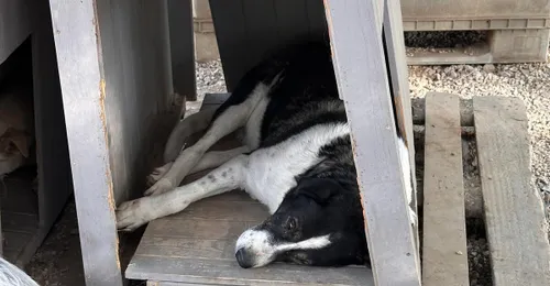 Hilfe für die Hunde im Tierheim Serres: Schutz vor Kälte, Regen und Wind!