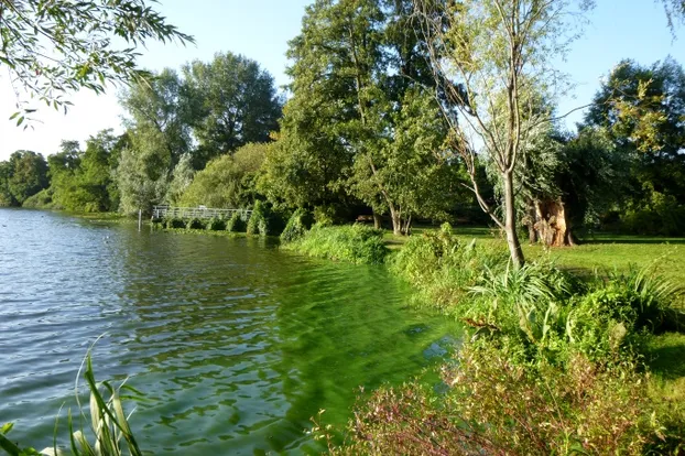 Einsatz für die Natur der Rummelsburger Bucht in Berlin! bei NABU Berlin e.V. - AG Rummelsburger Bucht