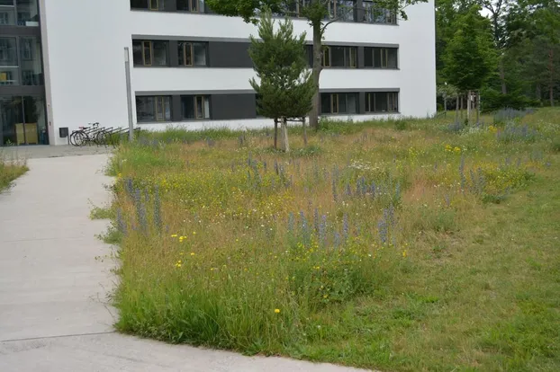 Wilde Wiesen schaffen - Biodiversität gestalten bei Blühender Campus FU